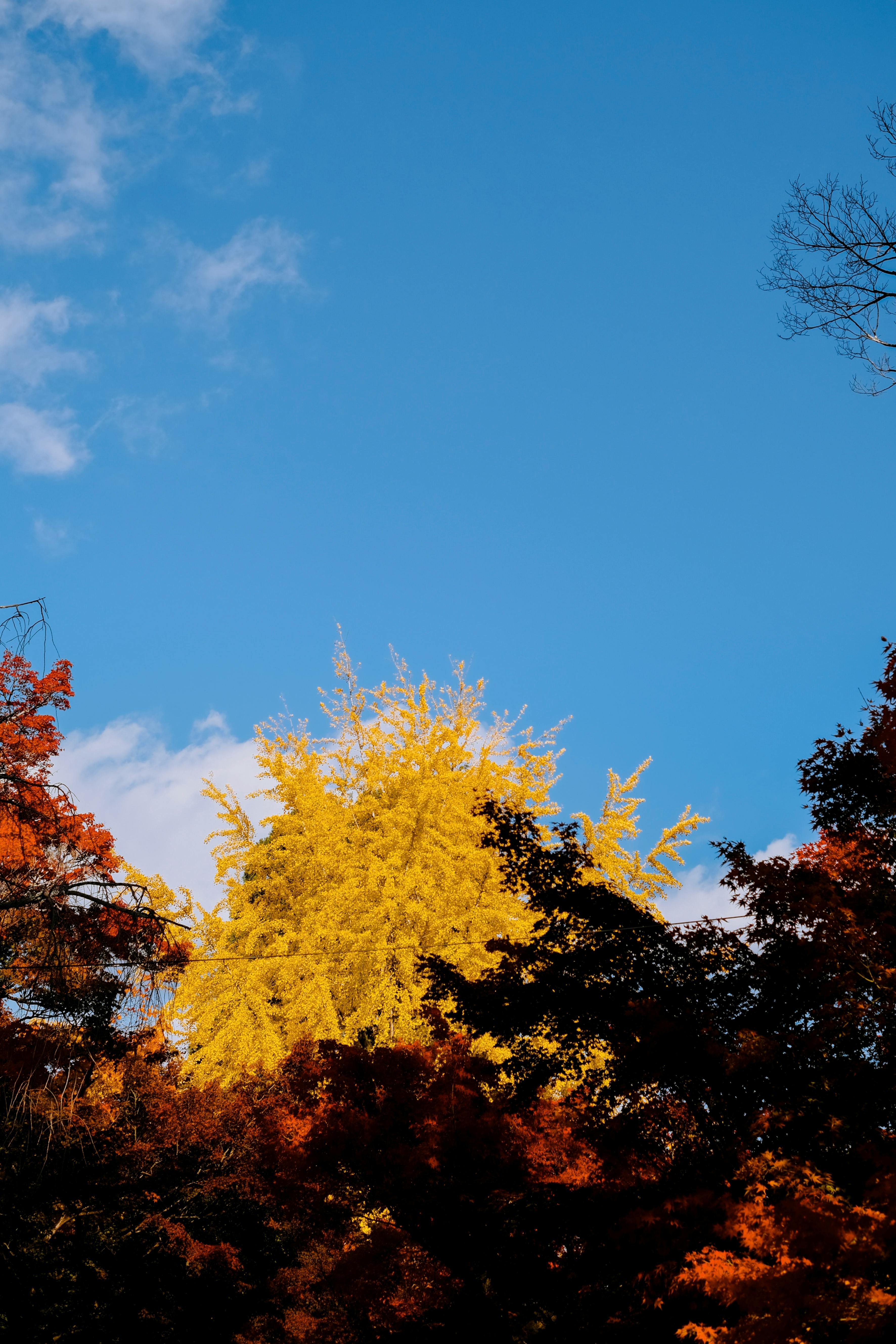 Vibrant autumn trees with yellow and red leaves against a clear blue sky.