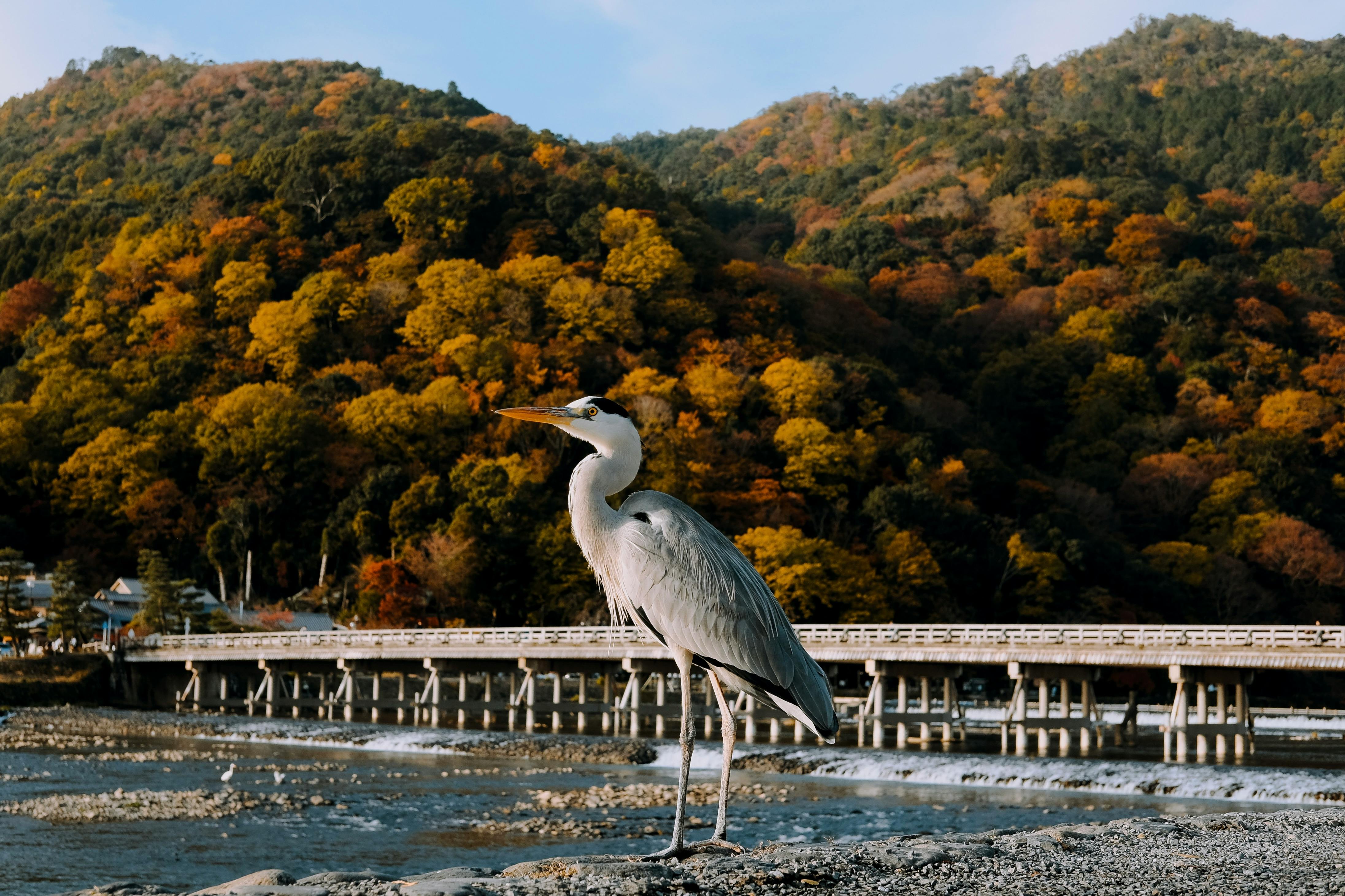 Heron standing by Togetsukyo Bridge with vibrant autumn foliage in Arashiyama, Kyoto.