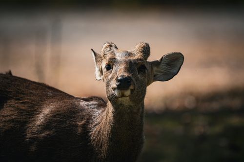 Free A detailed portrait of a deer in natural sunlight, captured outdoors in Thailand. Stock Photo