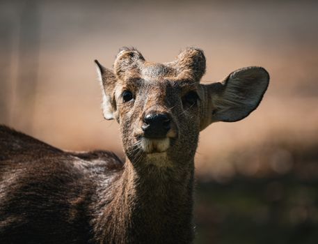 Intimate photo capturing a deer's curious gaze amidst natural surroundings.