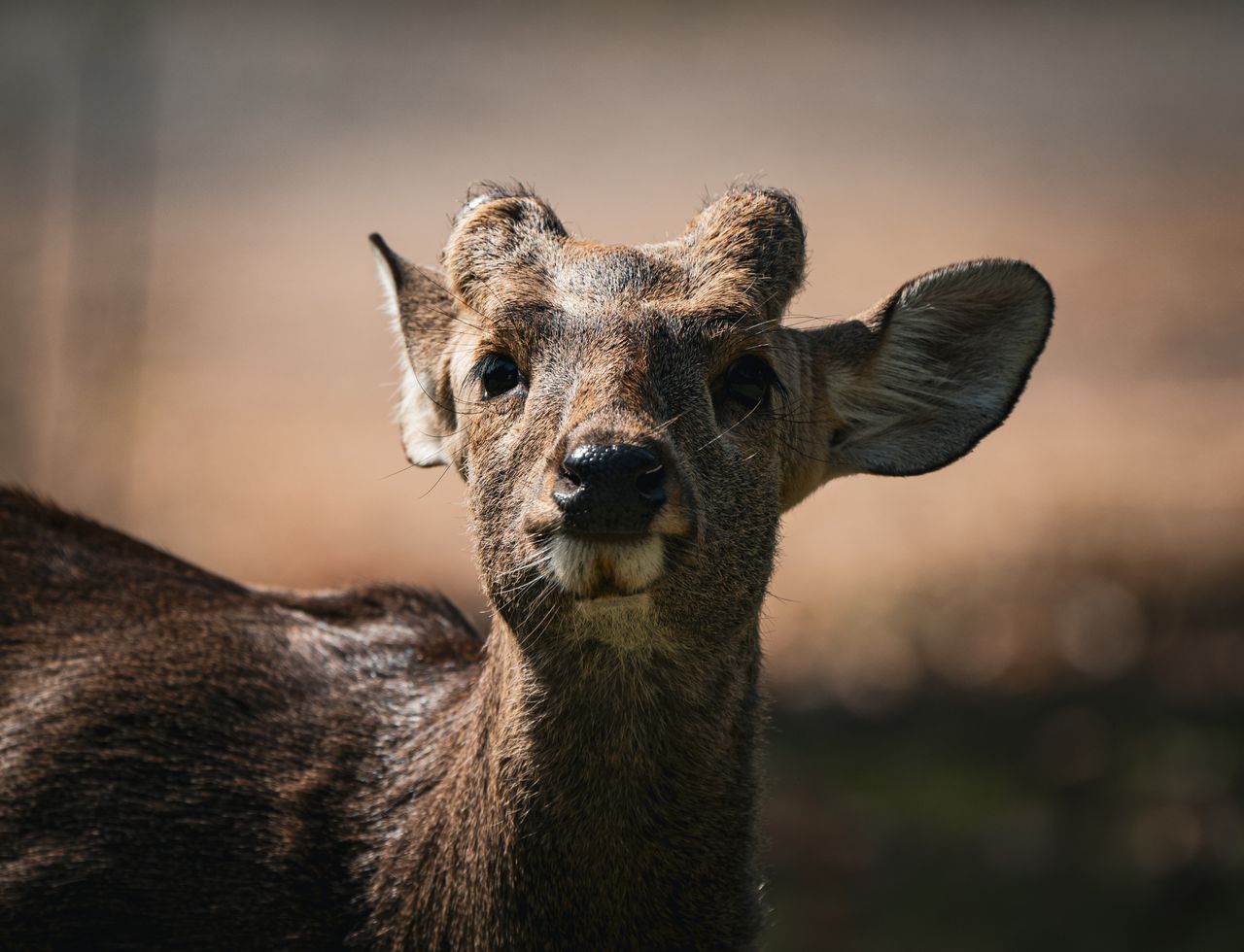 intimate photo capturing a deer s curious gaze amidst natural surround