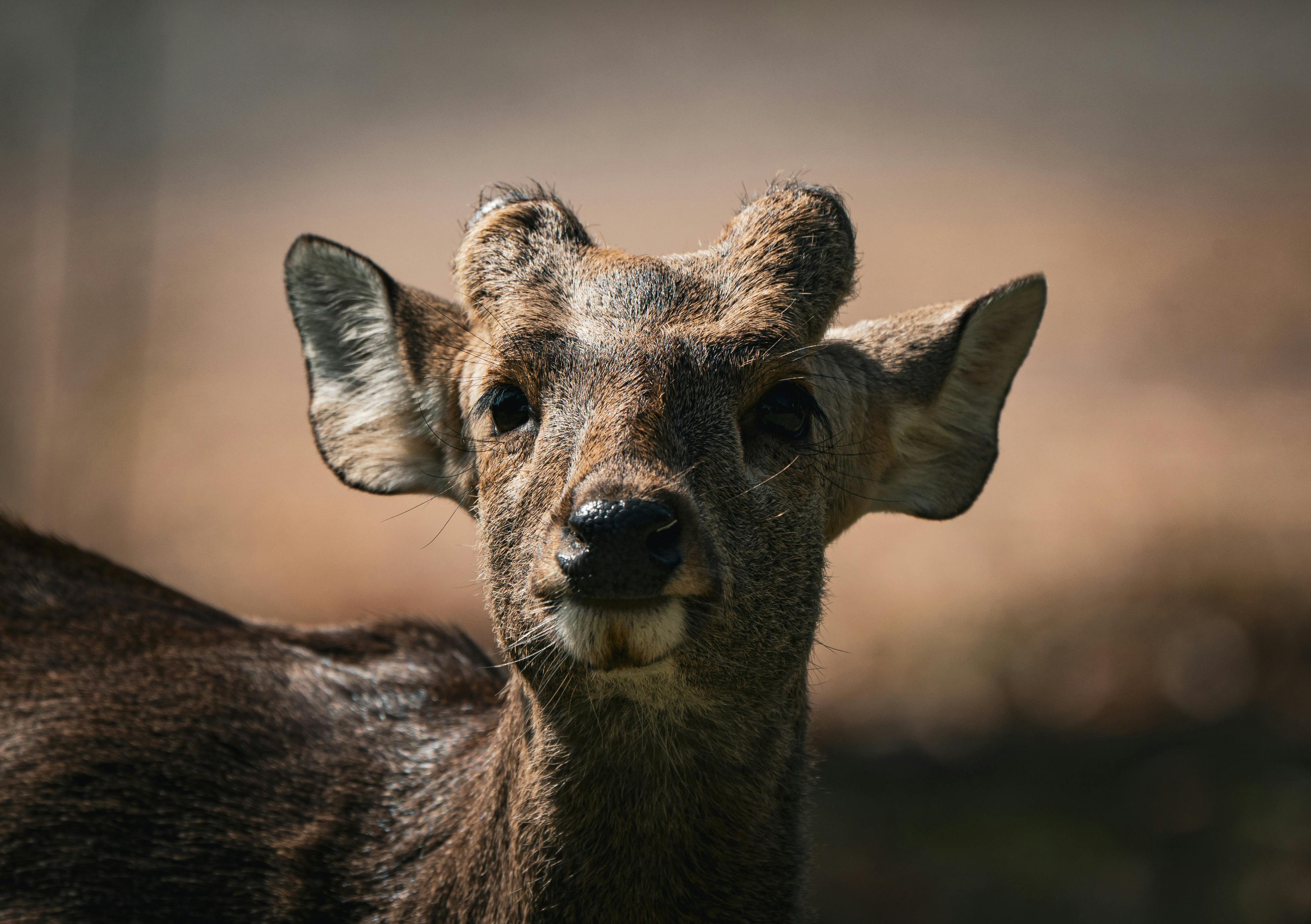 Deer hunter games for free