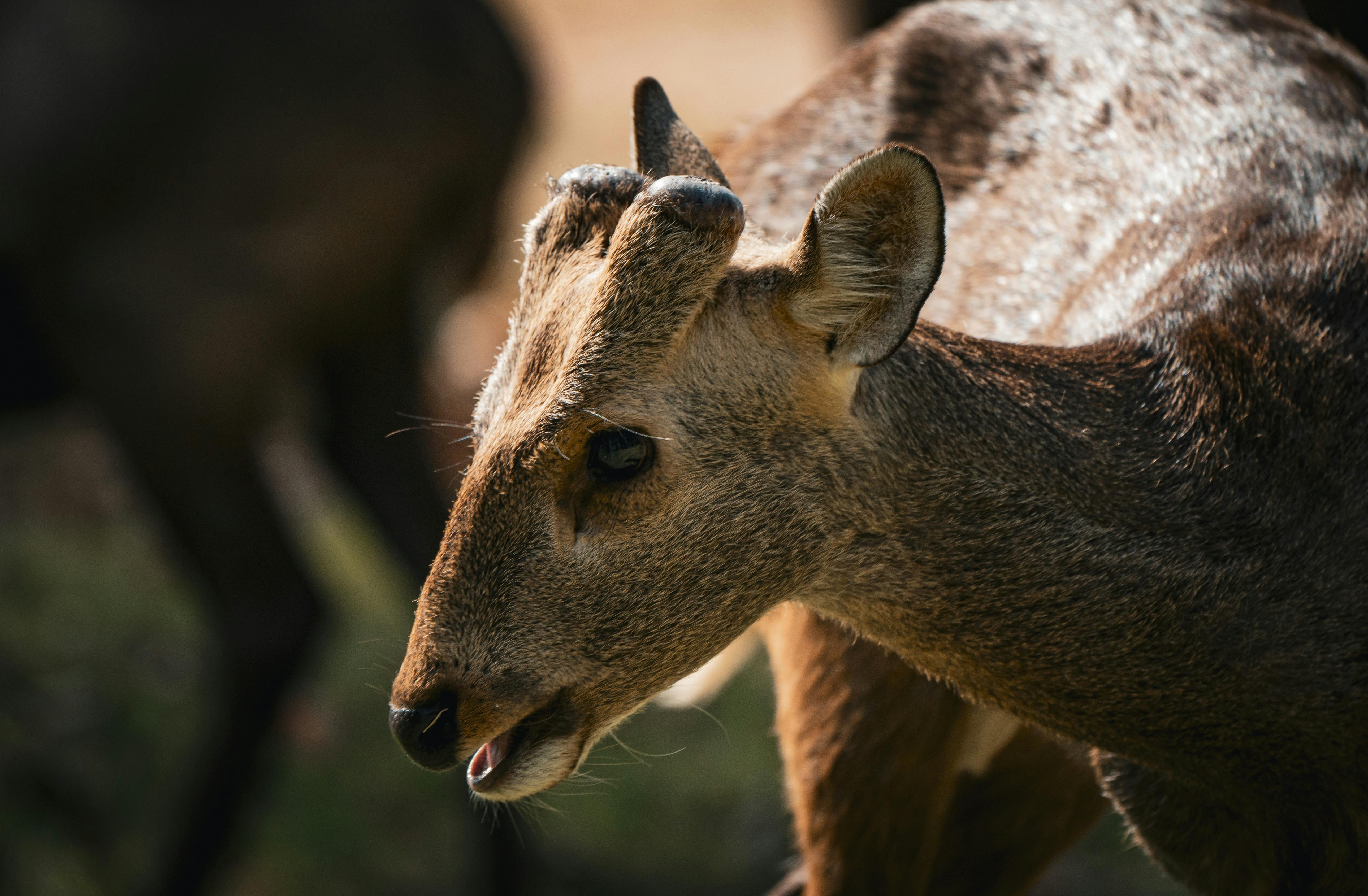 grátis Retrato em close-up de um cervo em um cenário natural na Tailândia, exibindo a beleza da vida selvagem. Foto profissional