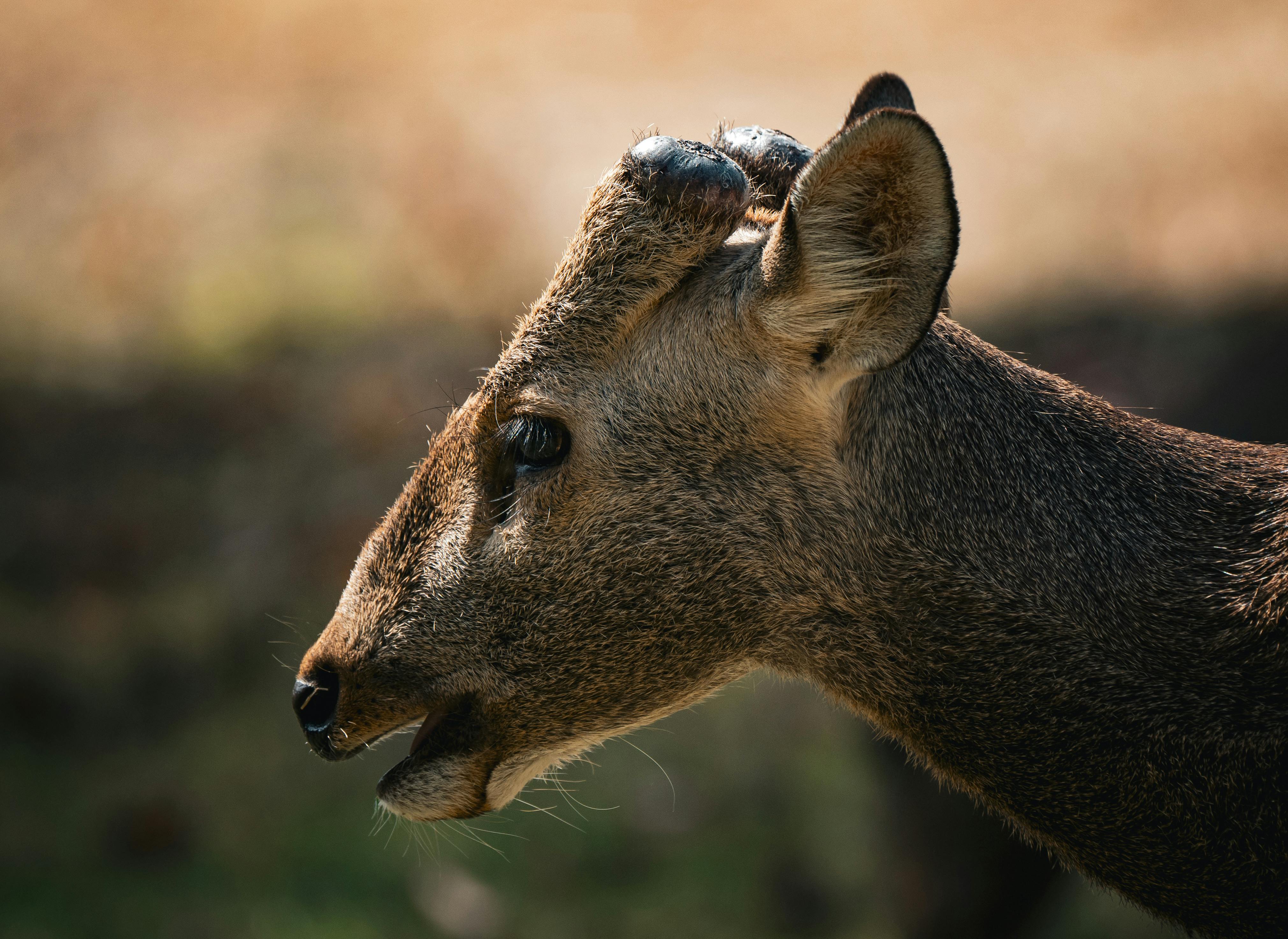 grátis Um retrato detalhado de um cervo na Tailândia, capturando sua presença serena na natureza. Foto profissional