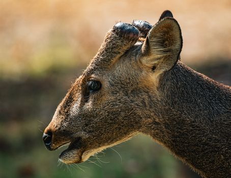 A stunning close-up shot of a Hog Deer in Thailand, highlighting its unique features.