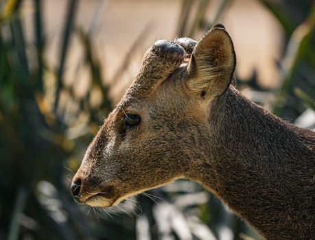 A detailed portrait of a deer in Thailand's wilderness, showing its profile in natural surroundings.
