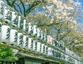 Traditional Japanese paper lanterns hanging amidst blooming cherry blossoms under a clear blue sky.
