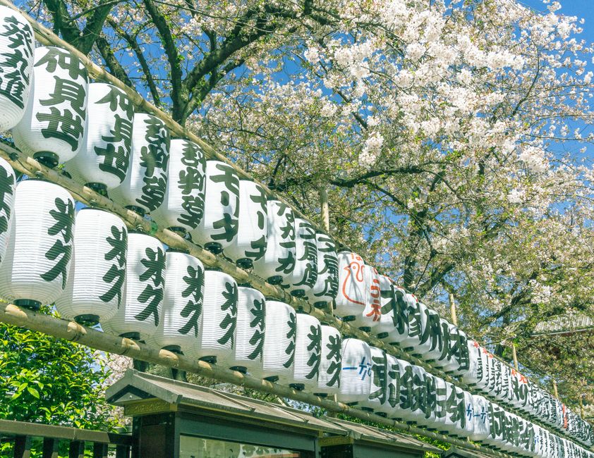 Traditional Japanese paper lanterns hanging amidst blooming cherry blossoms under a clear blue sky.