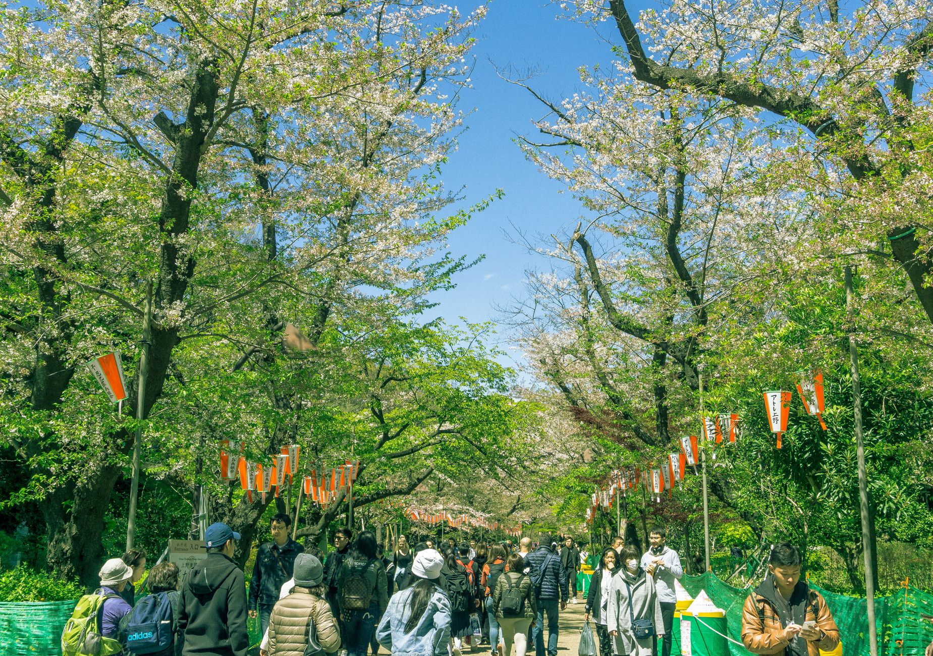 中目黒エリアの桜まつり2026|開催される4つのイベント全体像