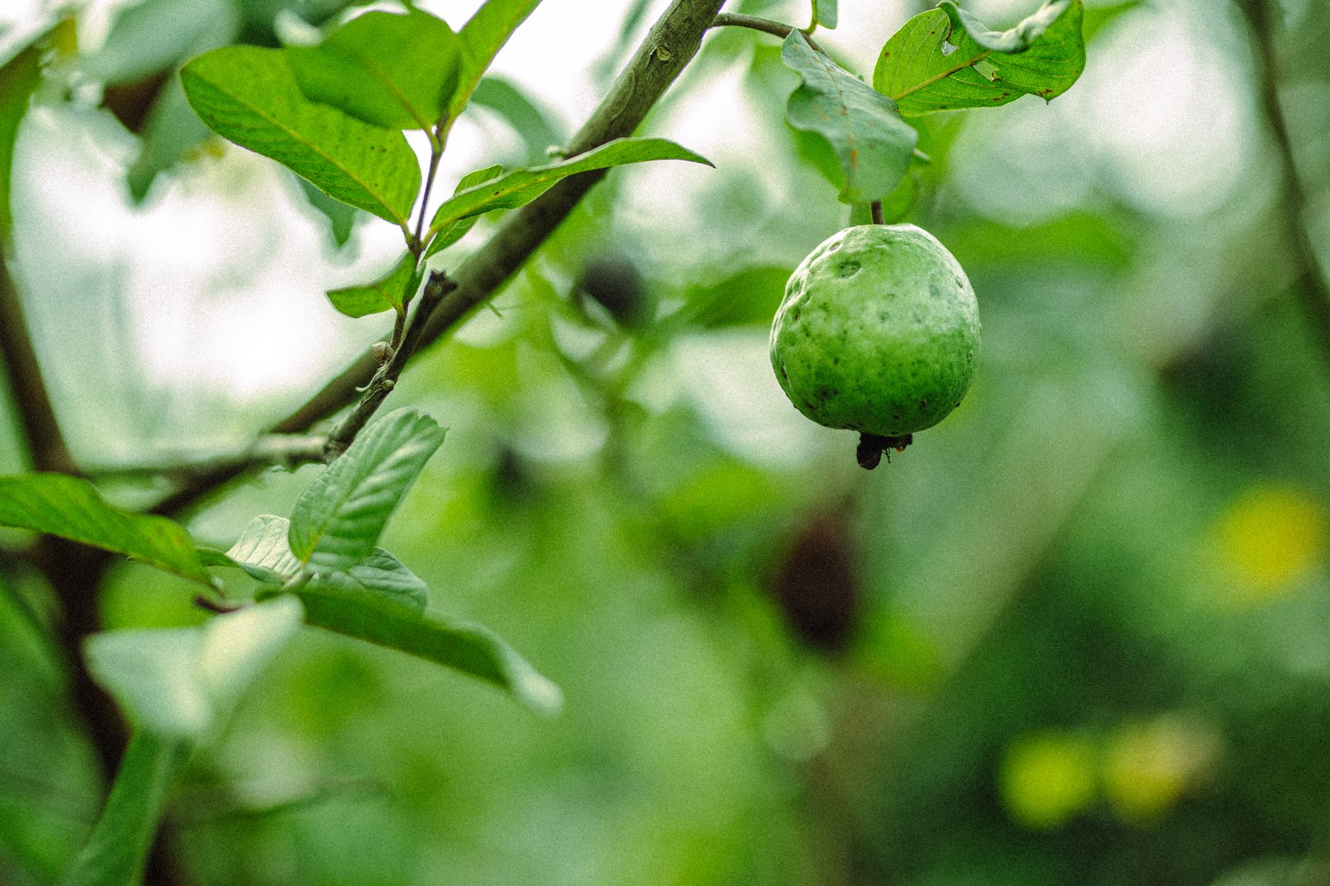 Kandungan Vitamin C dalam Jambu Biji Lebih Tinggi dari Jeruk