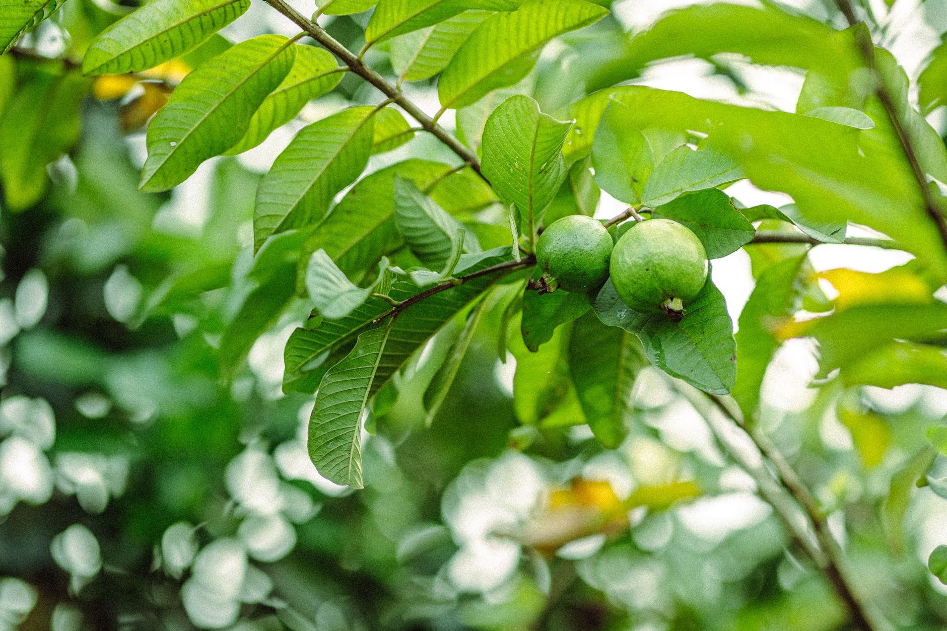 Kandungan Vitamin C dalam Jambu Biji Lebih Tinggi dari Jeruk