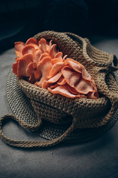 Pink oyster mushrooms in a woven basket