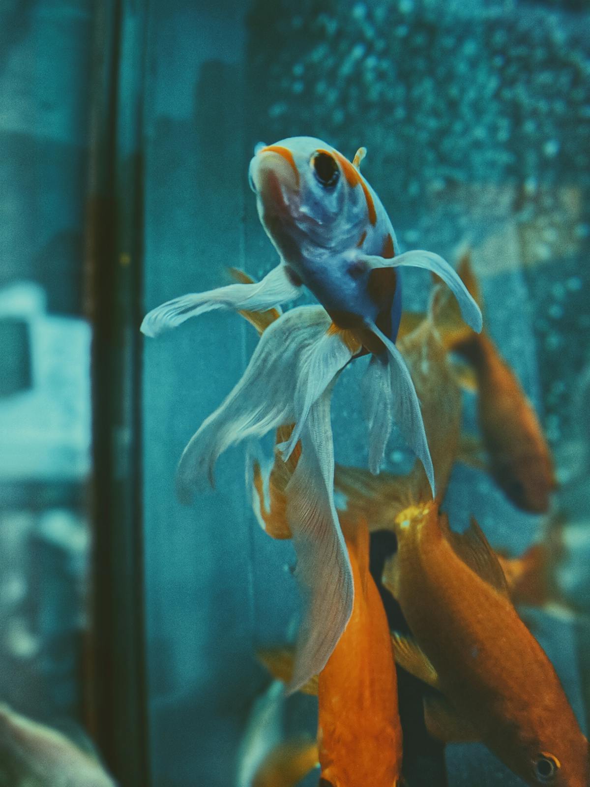 Betta colorato vicino al vetro di una piccola vasca acquario