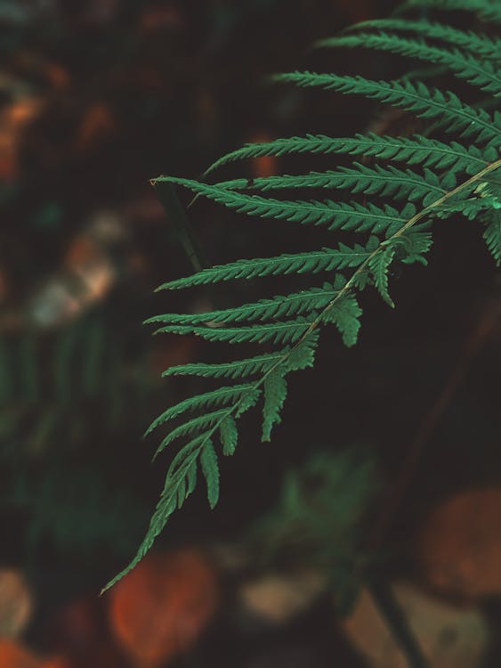 Free Shallow Focus Photo of Fern Leaves Stock Photo