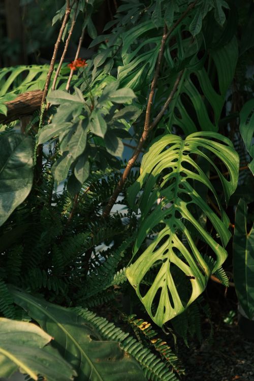 Free Vibrant green tropical plant life featuring a prominent monstera leaf in natural lighting. Stock Photo