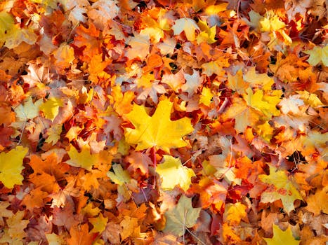 秋叶充满活力，色彩斑斓，在户外铺就了一张纹理丰富的地毯