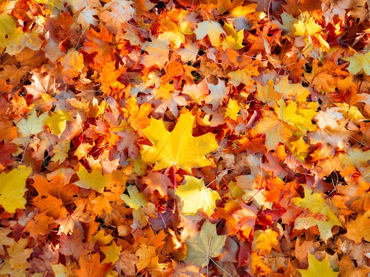 Brown And Yellow Maple Leaves