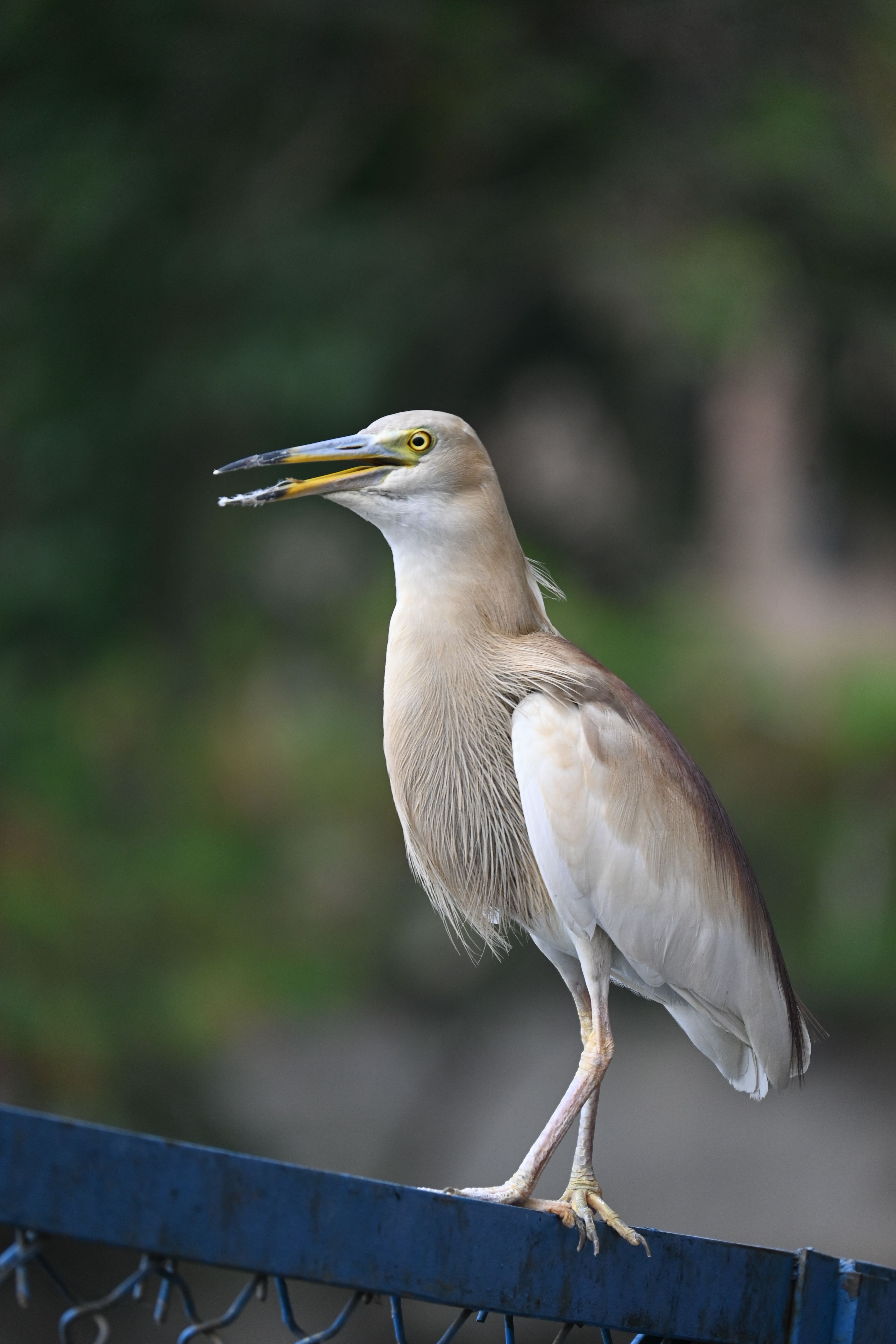 Elegant Indian Pond Heron perched on a fence, showcasing natural beauty in Bhopal, India.