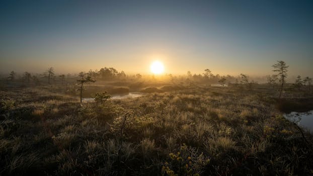 Serene sunrise scene over mist-covered marshland with dewy grasses and trees.