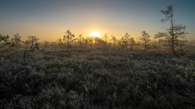 Stunning sunrise over frost-covered wetlands in Koitjärve, Estonia, capturing nature's serene beauty.