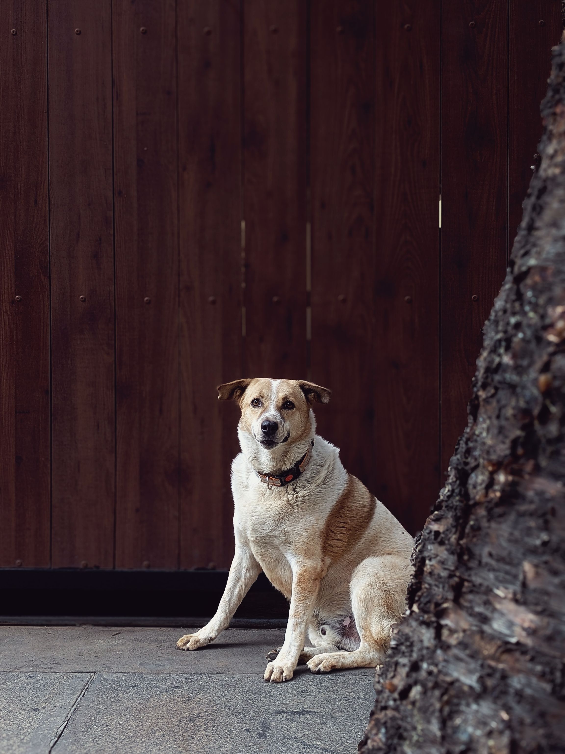 board and train dog training near me
