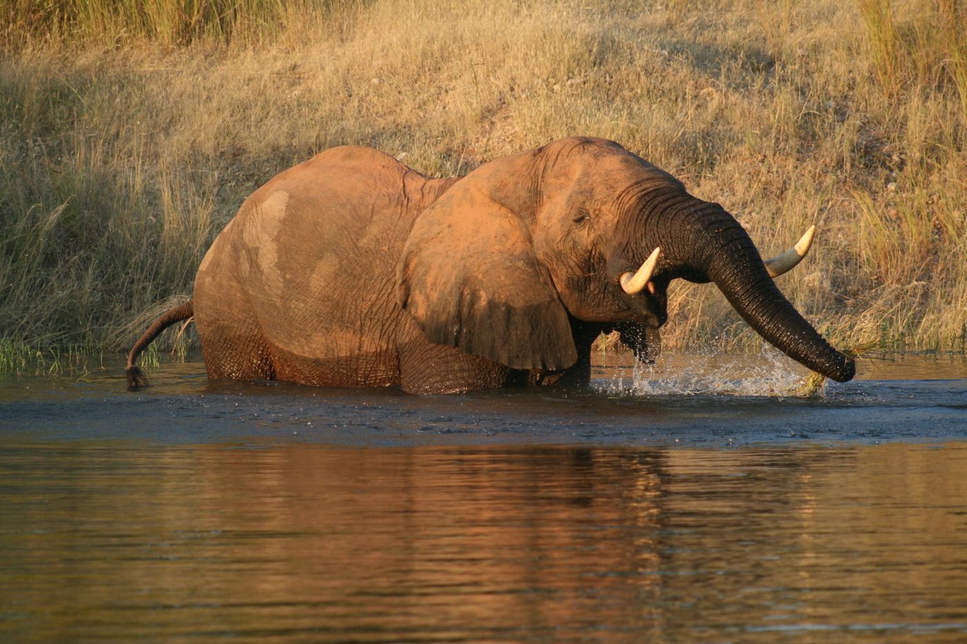 An African elephant crossing a river in Mashonaland West, Zimbabwe