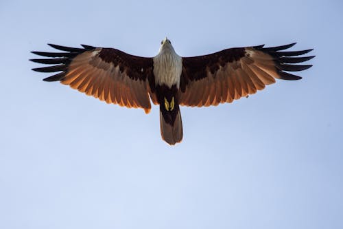 Free stock photo of bird, eagle, flight