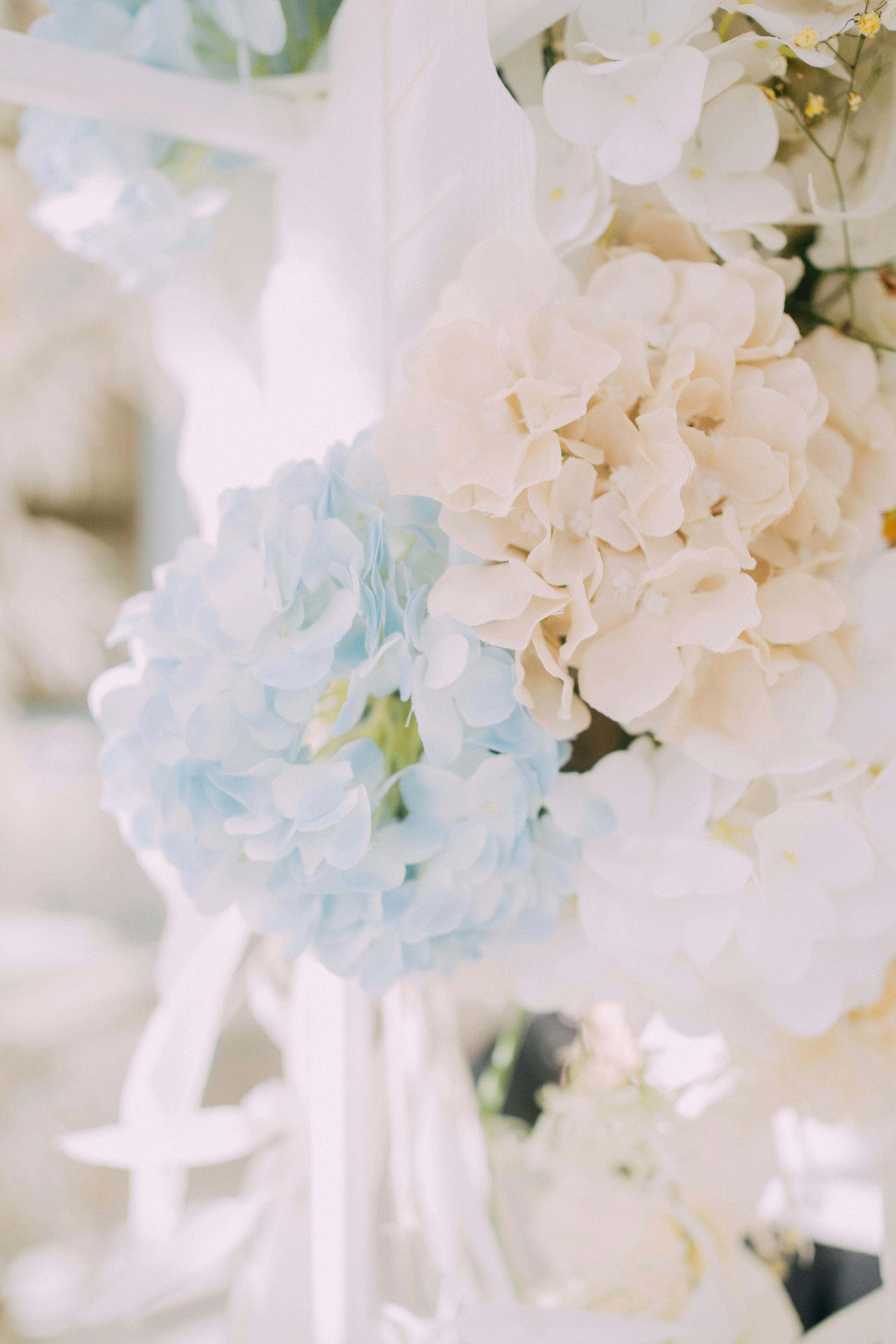 Close-up of delicate blue and white hydrangea flowers with soft lighting, perfect for spring themes.