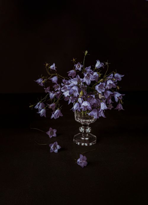 Free A stunning arrangement of purple bellflowers in a glass vase with a dark, moody backdrop. Stock Photo