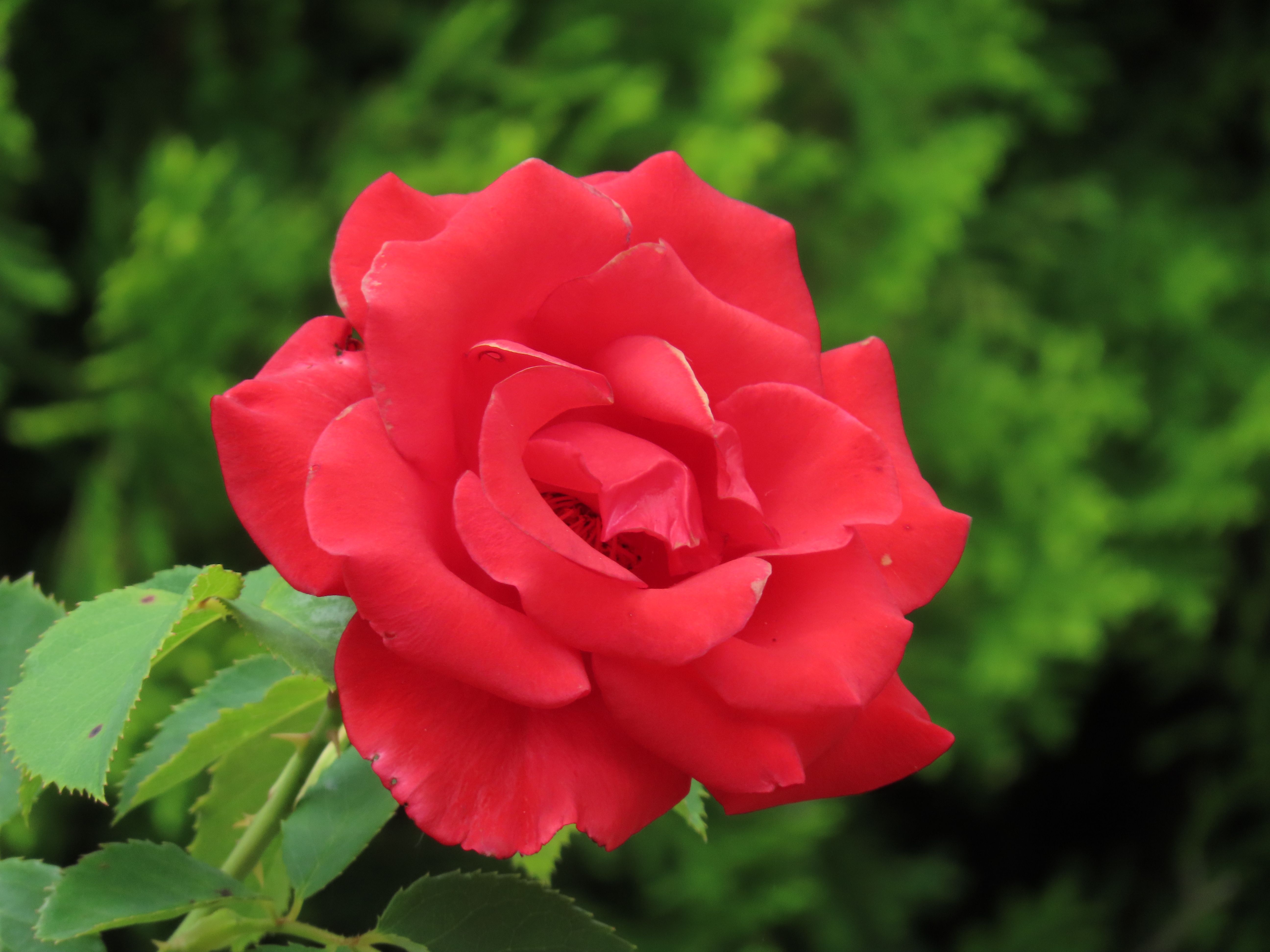Beautiful red rose blooming outdoors in Sydney, Australia garden.