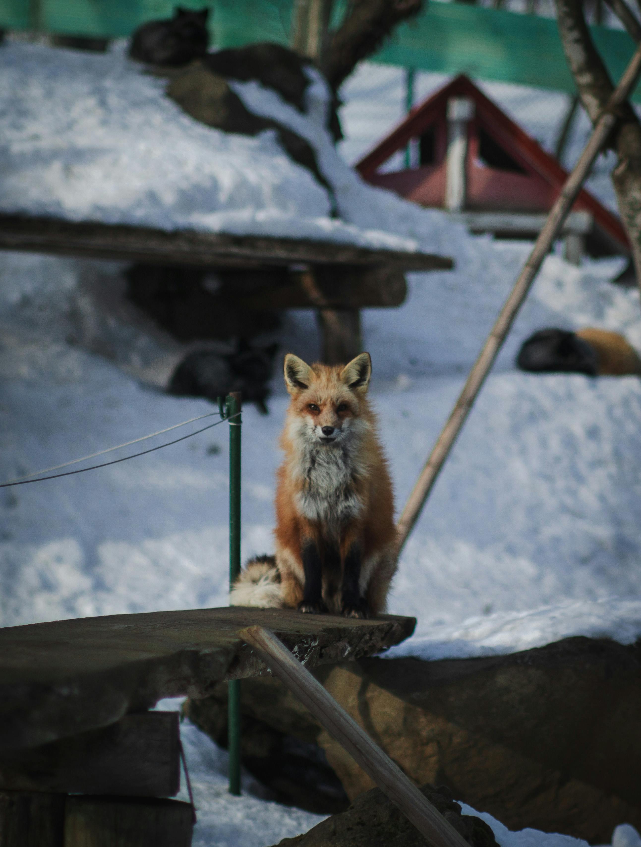Ilmainen kuvapankkikuva tunnisteilla @outdoor, Aasia, aita Kuvapankkikuva