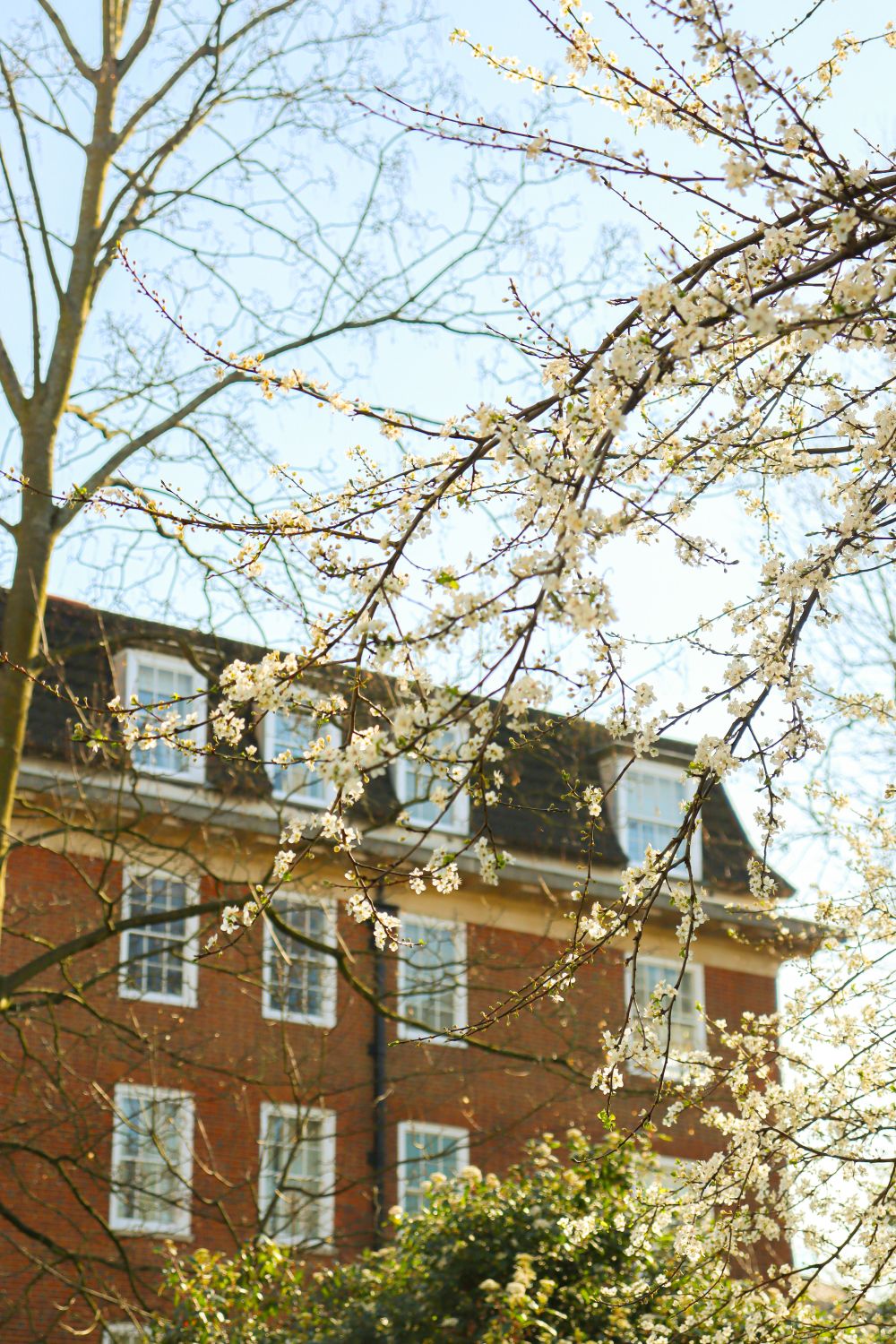 Spring Blossoms in Front of Brick Building · Free Stock Photo