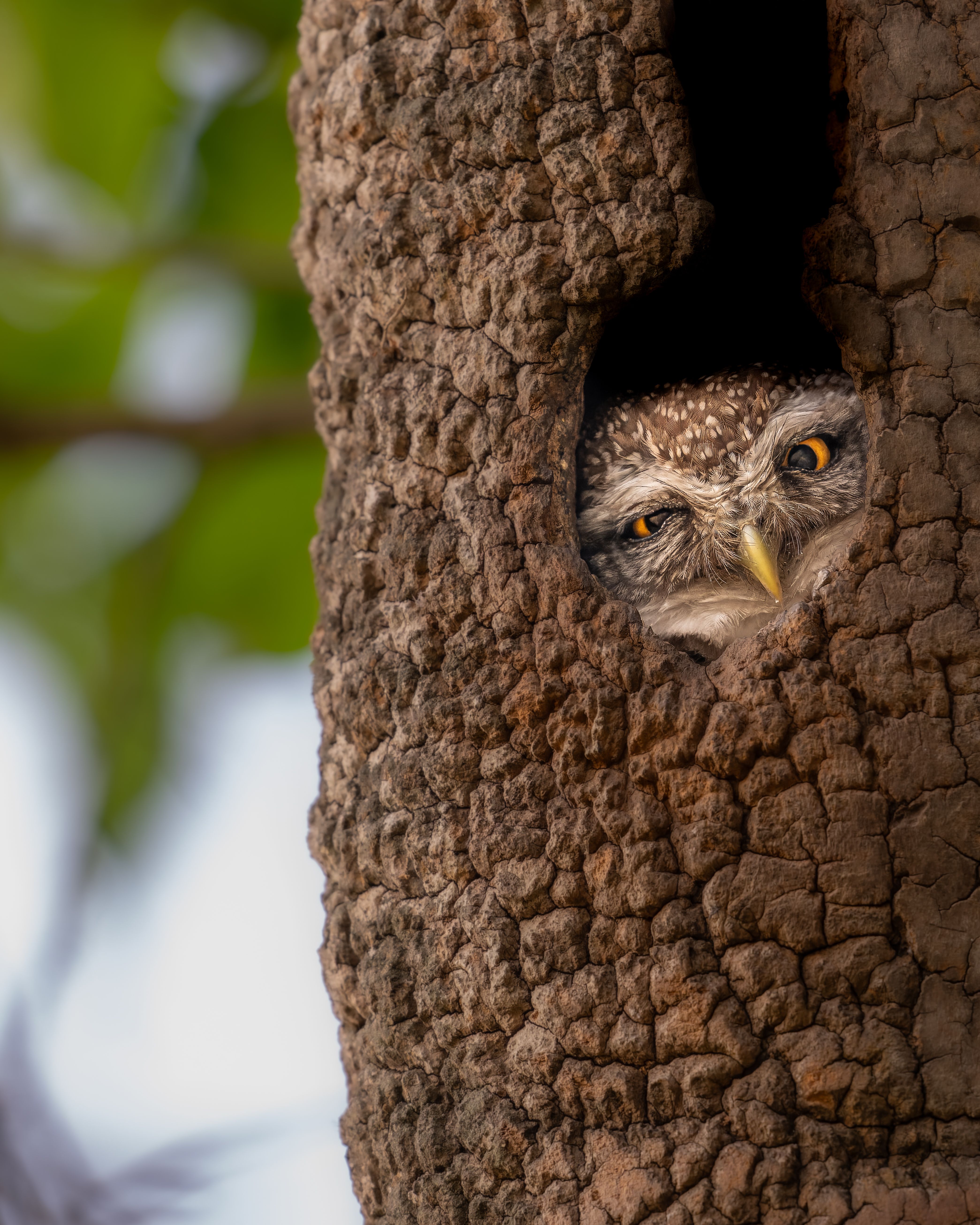 A Spotted Owlet peeks from its tree hollow home in Chennai, India.
