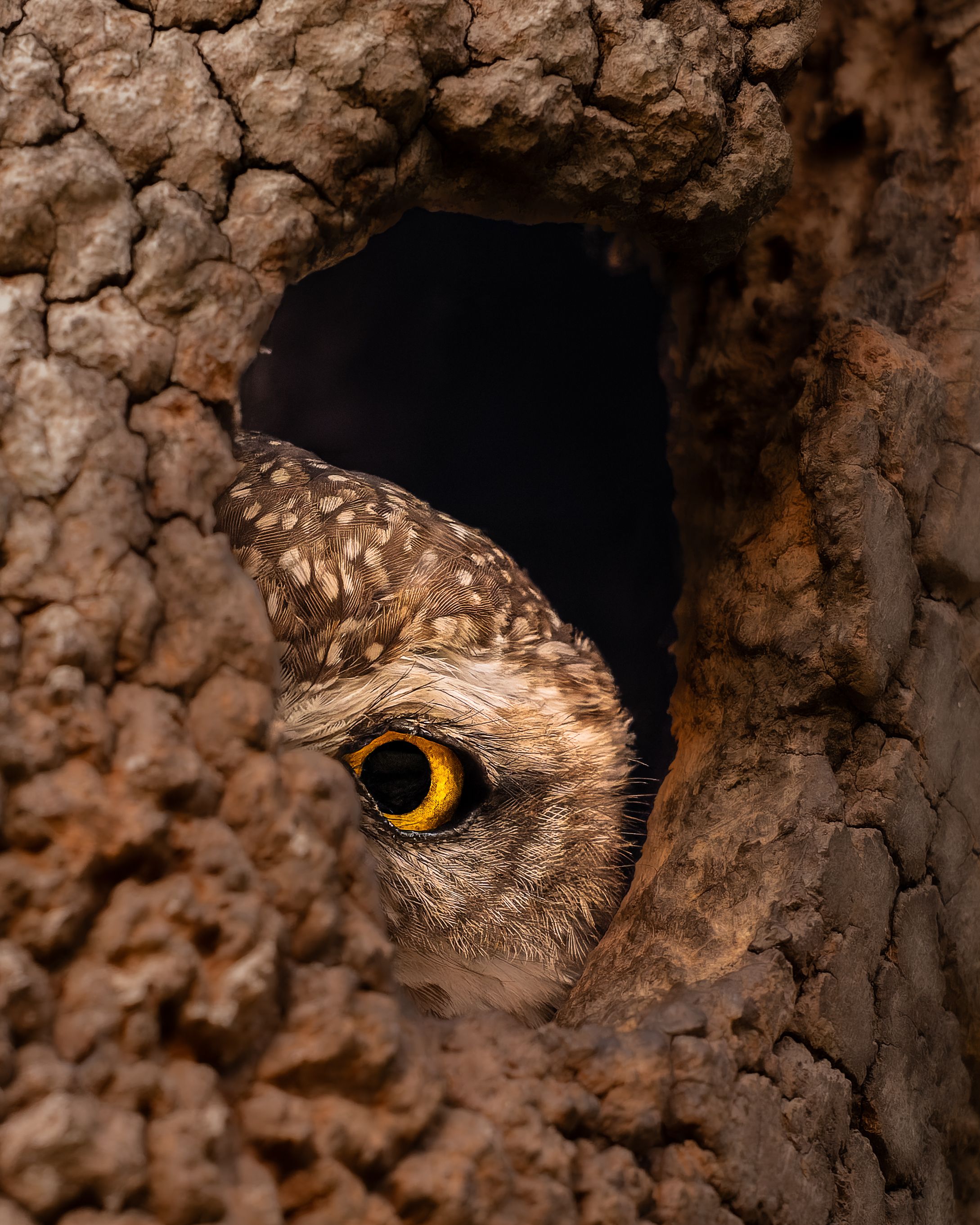 Close-up of a spotted owl peering out from a tree hollow, showcasing vibrant yellow eyes.