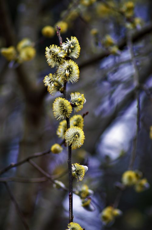 Free Detailed view of yellow willow catkins blooming on branches during springtime. Stock Photo