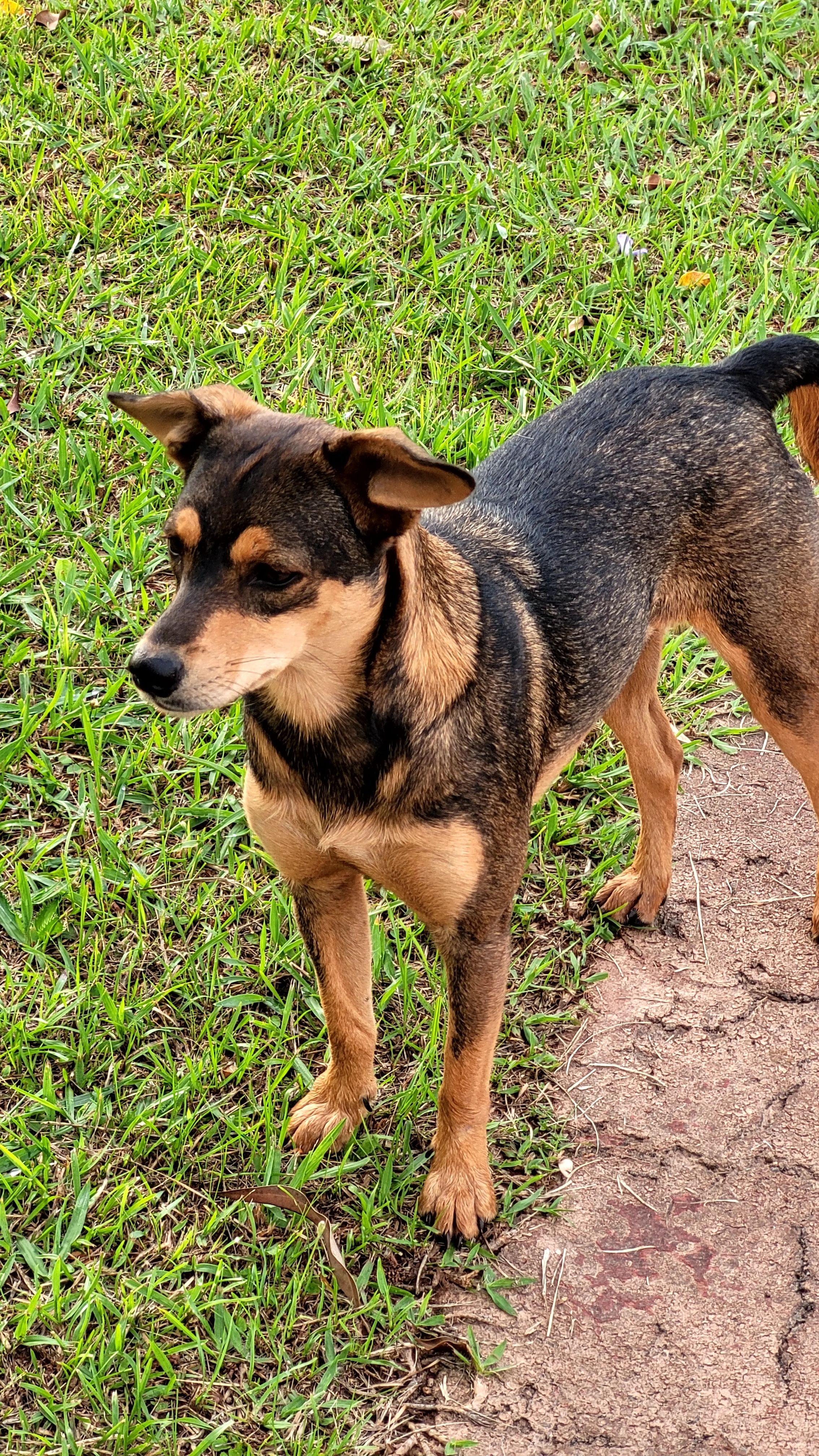 Chienne disparue depuis près de 12 ans retrouvée et rendue à sa propriétaire aux États-Unis