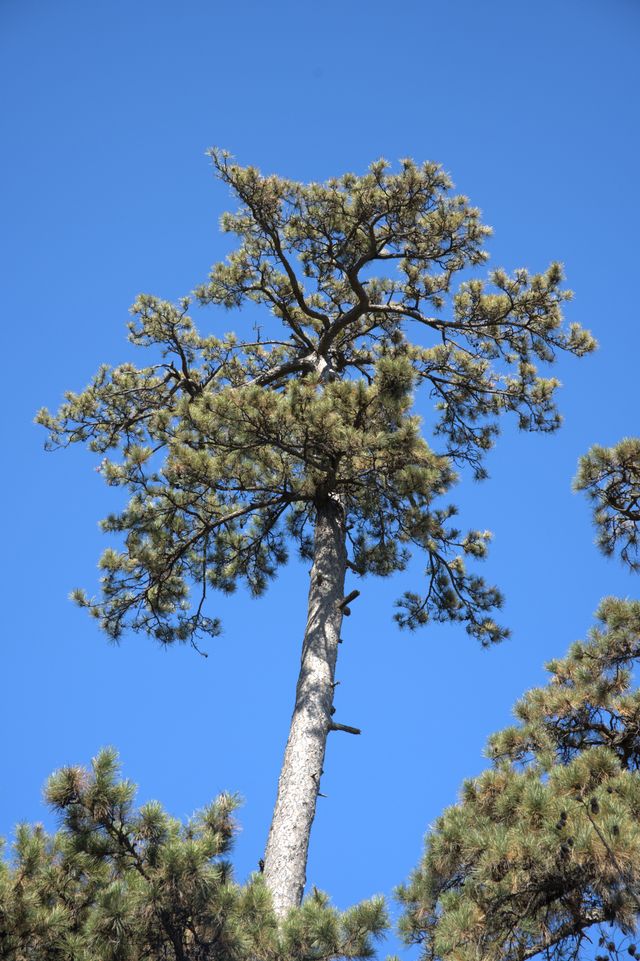 pine