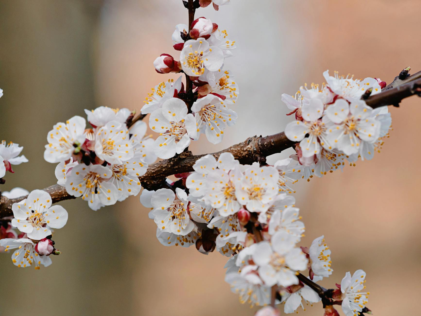 Close-up of cherry blossoms in full bloom during spring season in Berlin.