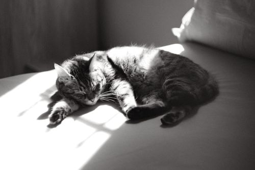 Free A peaceful cat enjoys a sunbeam on a bed, captured in black and white. Stock Photo