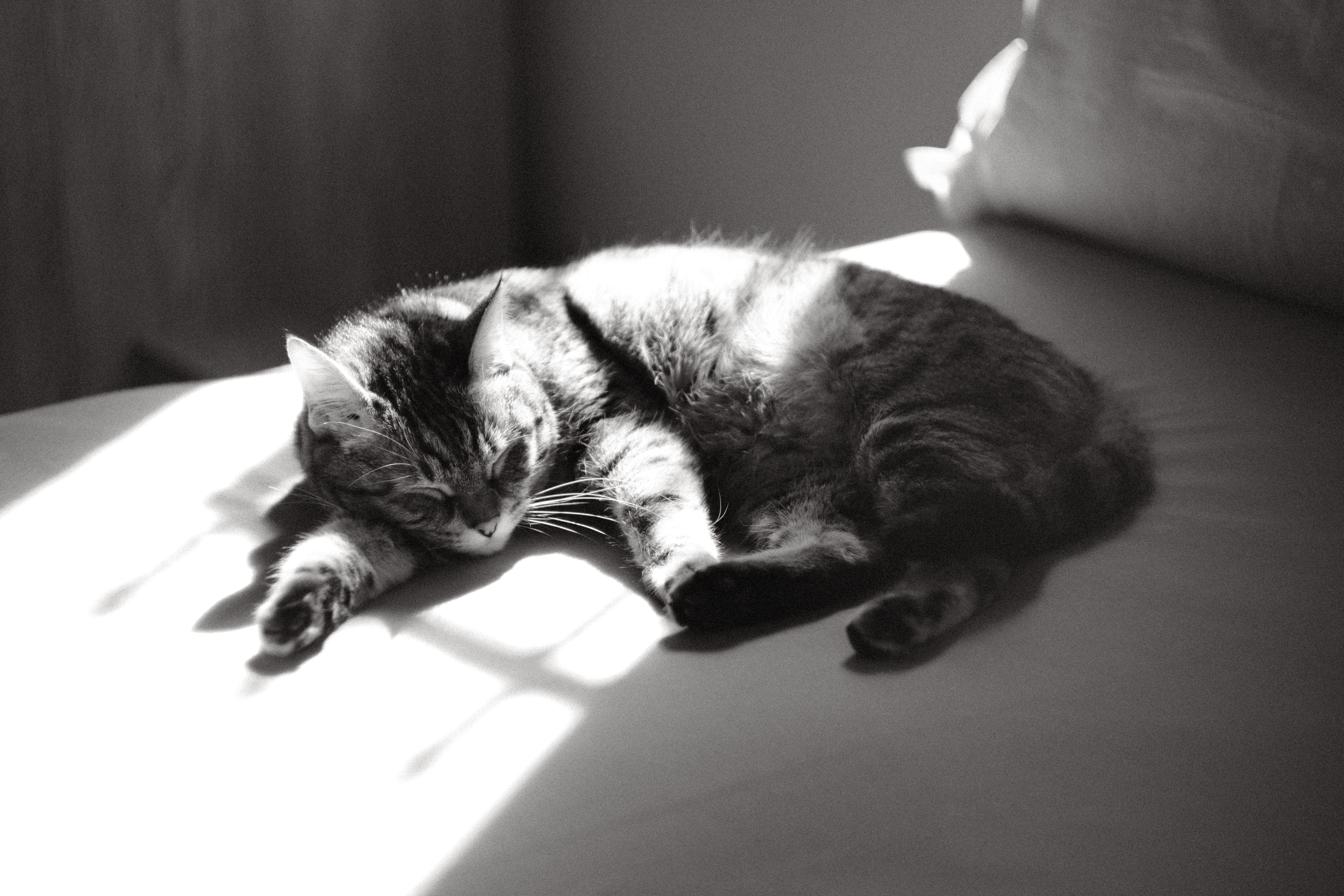 Gratuit Un chat paisible profite d'un rayon de soleil sur un lit, capturé en noir et blanc. Photos
