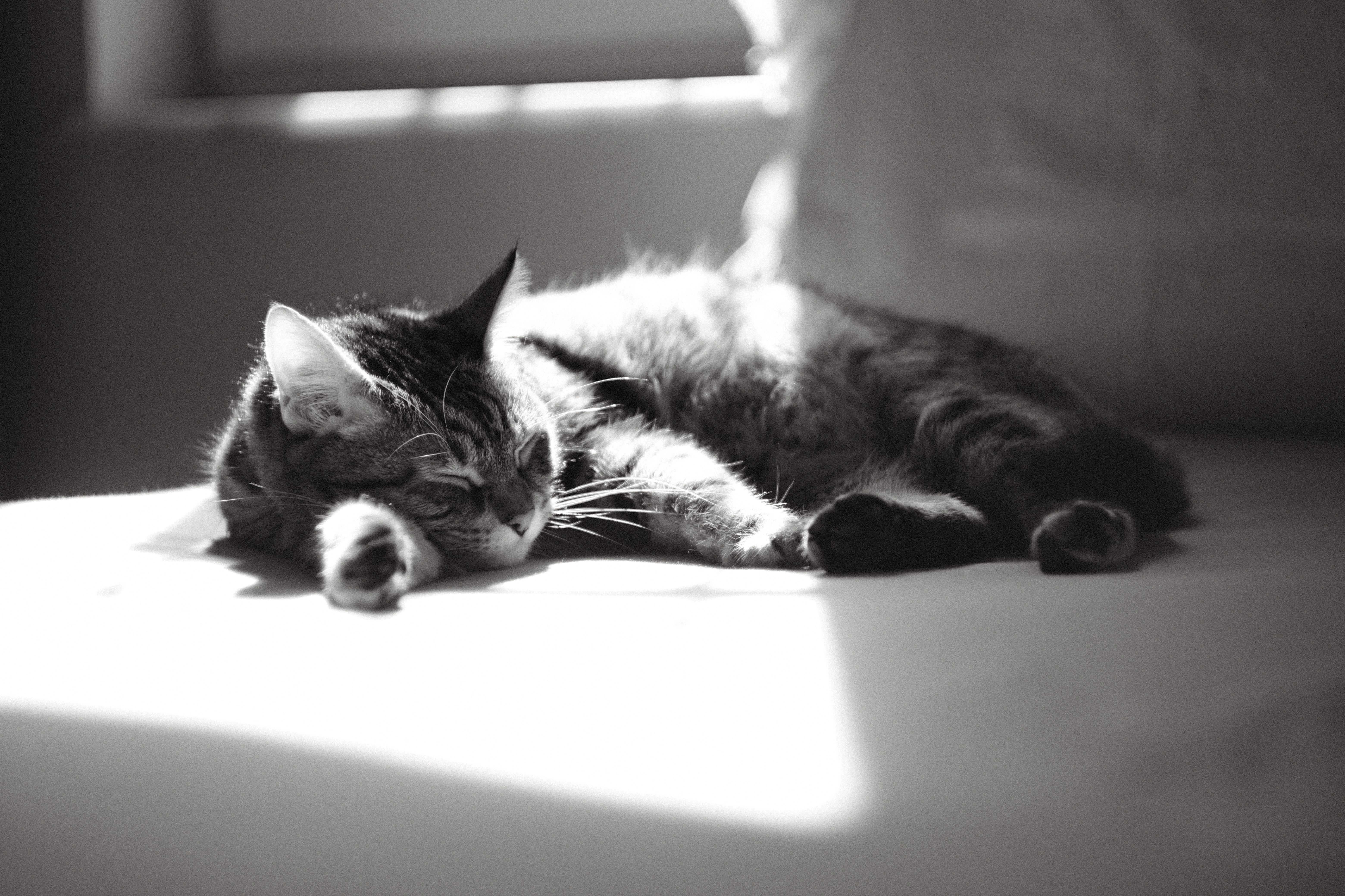 Gratuit Photos gratuites de à fourrure, à l'intérieur, animal Photos