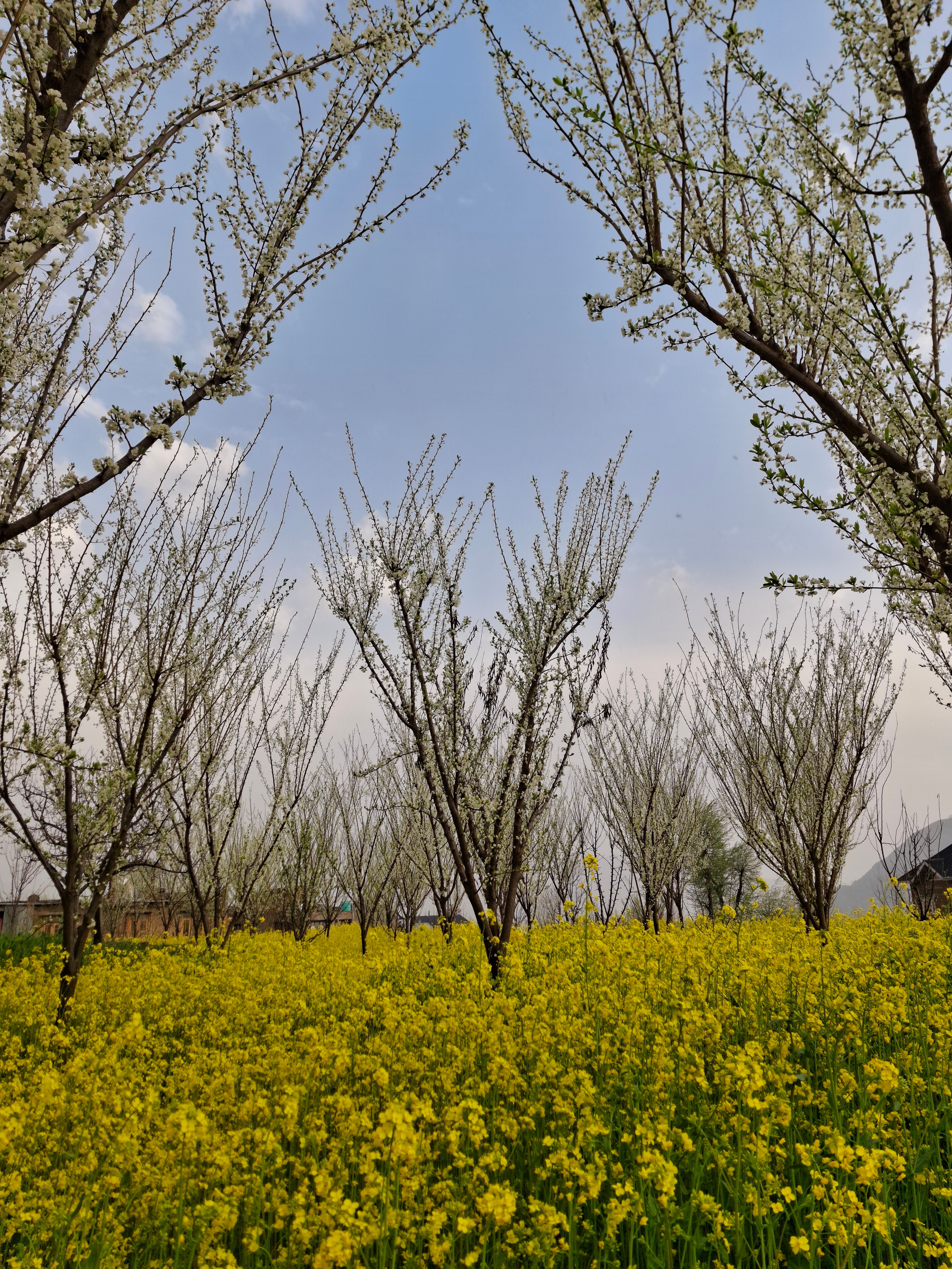 Spring Blossom Trees in Yellow Flower Field · Free Stock Photo