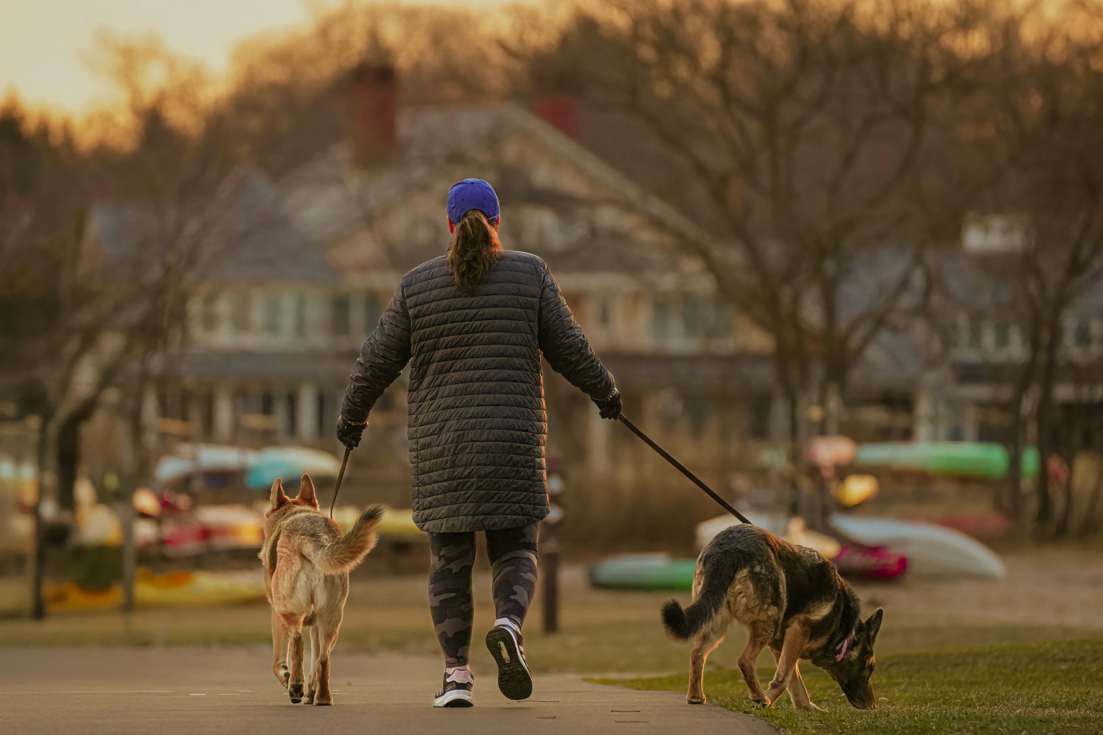Person walking dogs on leashes at sunrise in Stamford park.
