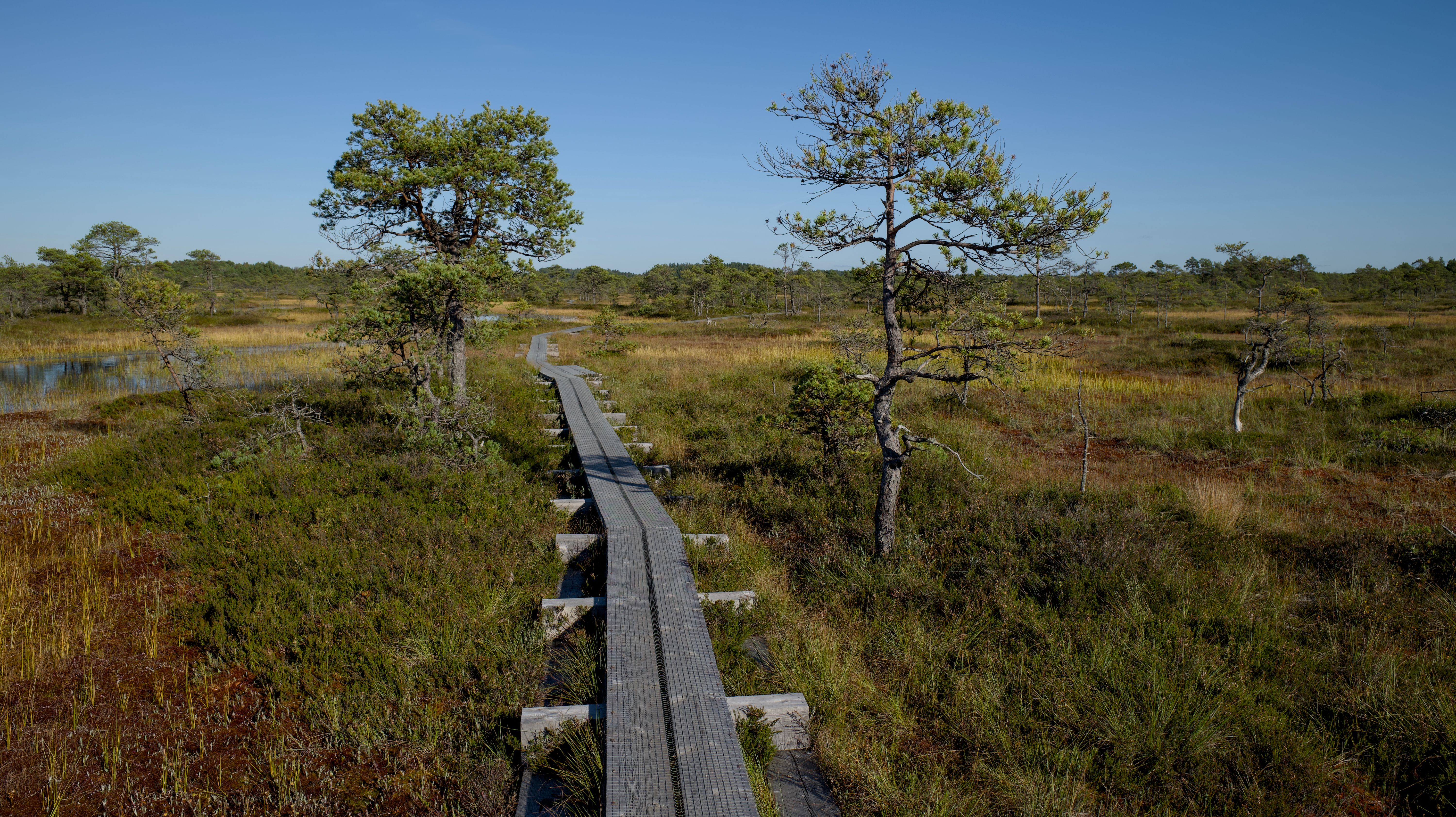 Wooden boardwalk through Viru Bog in Lahemaa National Park, Estonia