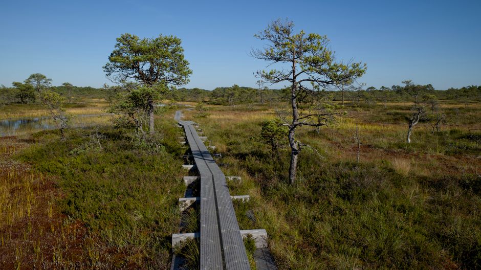 Wooden boardwalk through Viru Bog in Lahemaa National Park, Estonia
