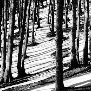 Captivating black and white photo of a snowy forest in Tuscany showcasing tree shadows.