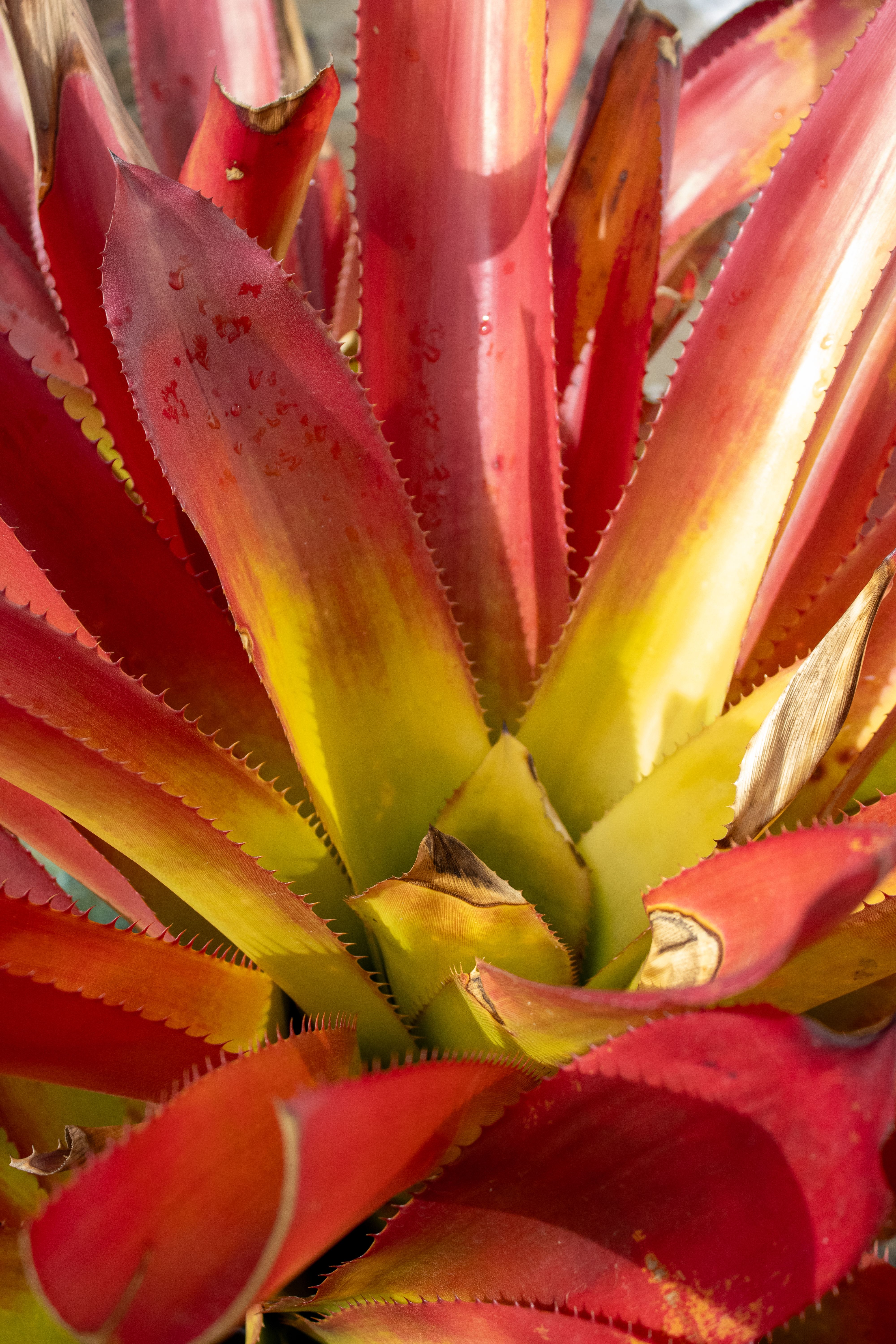 Fotomural Un primer plano de una planta de bromelia roja vibrante que muestra un follaje colorido en Santa Marta, Colombia.