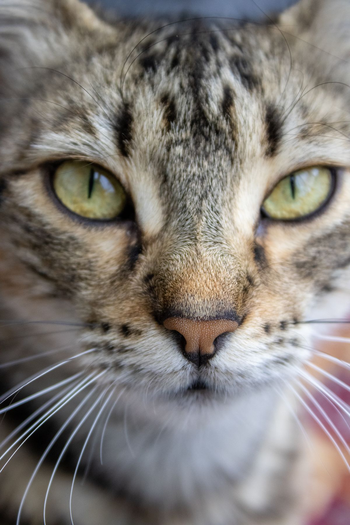 Close-Up Portrait of a Tabby Cat with Green Eyes · Free Stock Photo