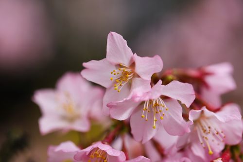Free Beautiful close-up of pink cherry blossoms in full bloom, showcasing nature's elegance. Stock Photo