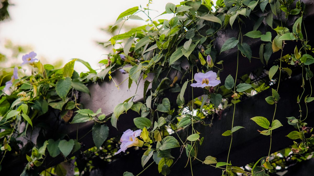 Comment choisir les plantes grimpantes adaptées à la terrasse angevine - illustration